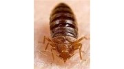 Bedbug Treatment