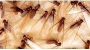 Termite Control