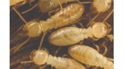 Termites