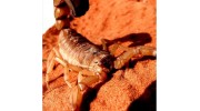 Scorpion Control