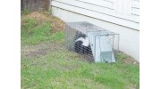 San Diego Skunk Trapping