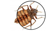 Bed Bug Control