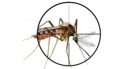 Mosquito Control