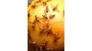 Fruit Fly Treatment