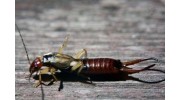 Earwig Control