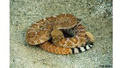 San Diego Rattlesnake Wrangling |Snake Control | Snake Fencing